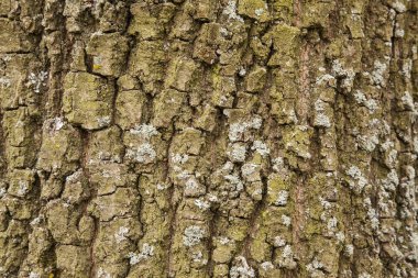 Meşe ağacı kabuğu deseni