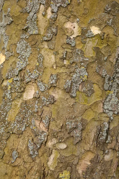 Çınar ağacı kabuğu closeup — Stok fotoğraf