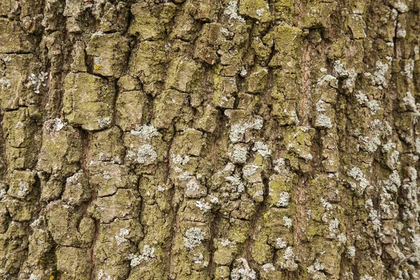Meşe ağacı kabuğu deseni — Stok fotoğraf