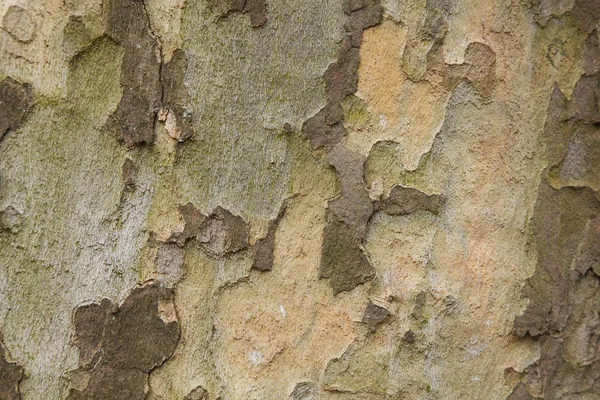 Çınar ağacı gövde closeup — Stok fotoğraf