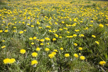 güneşli, bahar alanında birçok karahindiba 