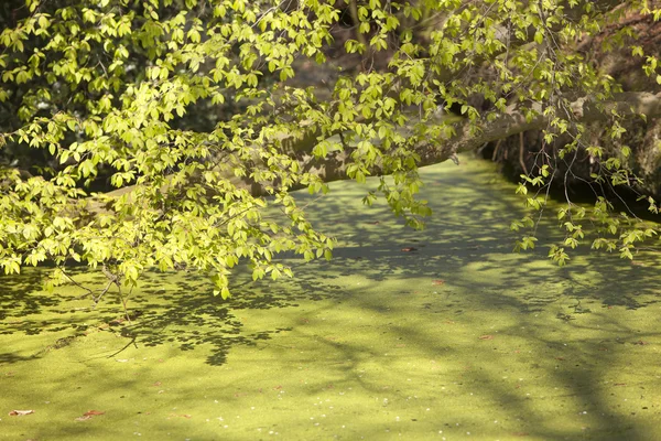 Junge Buchenblätter und -knospen im Frühling — Stockfoto