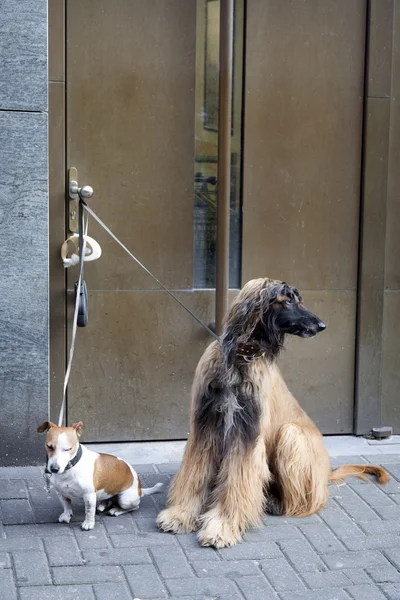 Afghan hund och jack russel väntar — Stockfoto