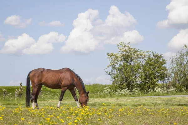 Pastos de caballos marrones en prados llenos de flores amarillas — Foto de Stock