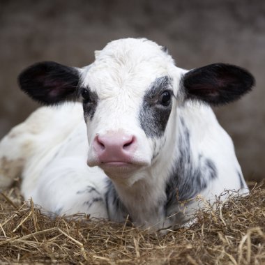 very young black and white calf in straw of barn looks alert clipart