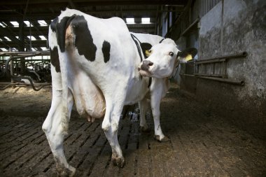 inek açık istikrarlı kendisi yalıyor