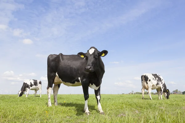 Vacas blancas y negras en el prado en las tierras bajas con cielo azul — Foto de Stock