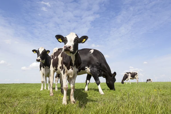 Vacas pretas e brancas no prado nas terras baixas com céu azul — Fotografia de Stock