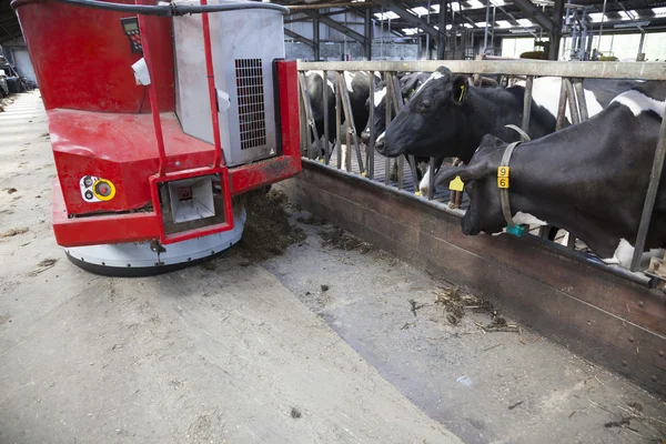 Vacas blancas y negras en establo esperan comida del robot de alimentación — Foto de Stock