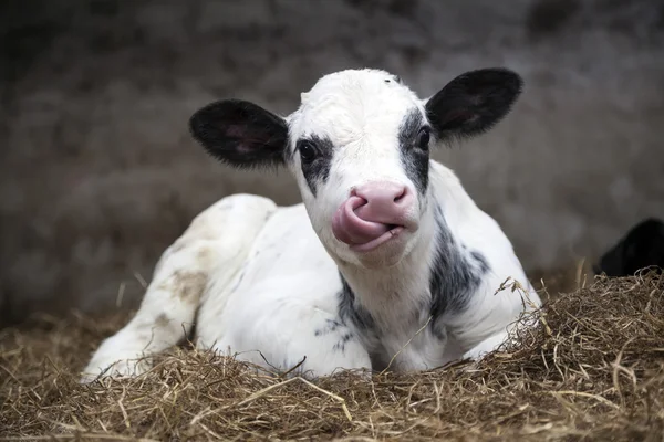 Very young black and white calf in straw of barn — Stock Photo, Image