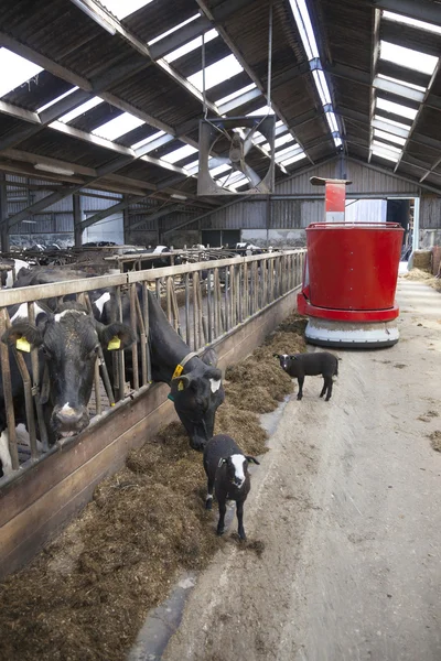 siyah ve beyaz inekler içinde robot besleme üzerinden istikrarlı beslemek