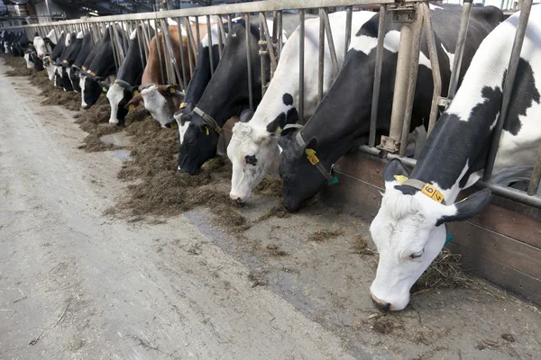 Довгий ряд корів, що стирчать голову з брусів, щоб прогодувати — стокове фото
