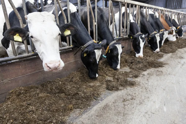 Black and white cow stands in stable and looks at camera while o — Stock Photo, Image