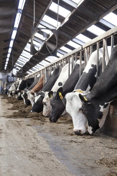 Longue rangée de vaches qui sortent la tête des barres pour se nourrir — Photo
