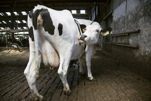 cow in open stable licks itself