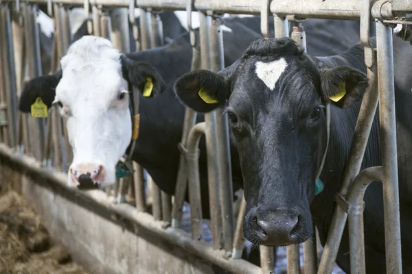 Две черно-белые коровы смотрят сквозь решетки в конюшне — стоковое фото