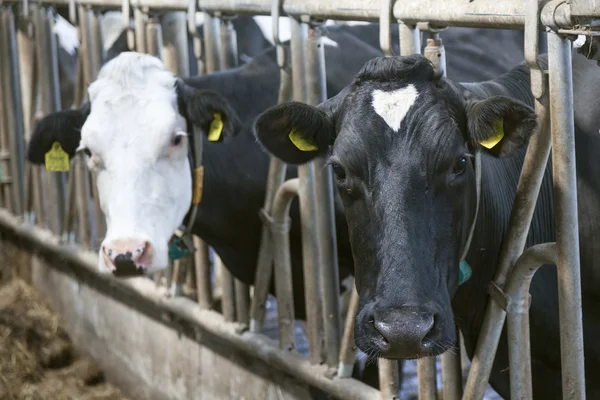 Duas vacas pretas e brancas olham através das barras no estábulo — Fotografia de Stock