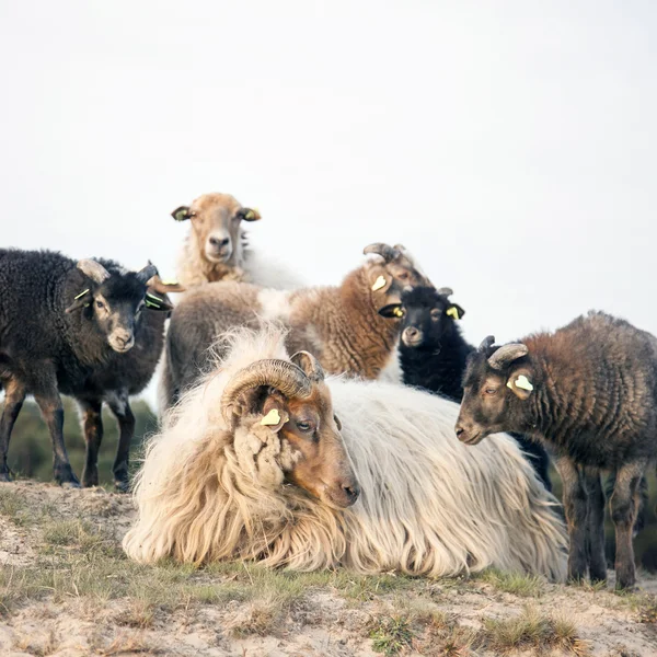 Tackor och lamm på sandig kulle nära zeist utrechtse Heuvelrug — Stockfoto