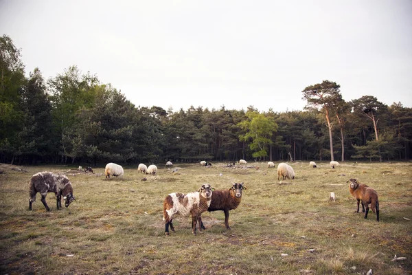 Stado owiec w zalesionej okolicy w pobliżu Zeist — Zdjęcie stockowe