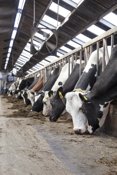 Longa fileira de vacas colando suas cabeças para fora bares para alimentar Fotos De Bancos De Imagens