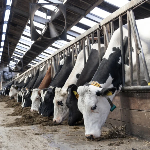 Hosszú sorban a tehenek ragasztással a fejüket, ki feed bárokban Jogdíjmentes Stock Fotók