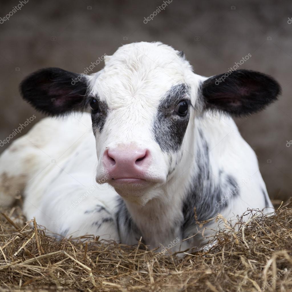 very young black and white calf in straw of barn looks alert