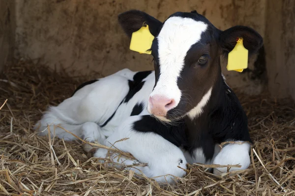 Young black and white calf lies in straw and looks alert — Stock Photo, Image