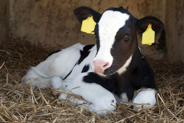 Giovane vitello bianco e nero si trova in paglia e guarda attento — Foto Stock