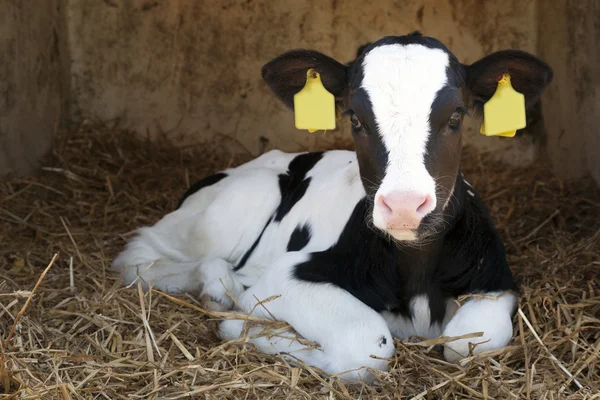 Niedliche junge schwarz-weiße Kalb liegt im Stroh — Stockfoto