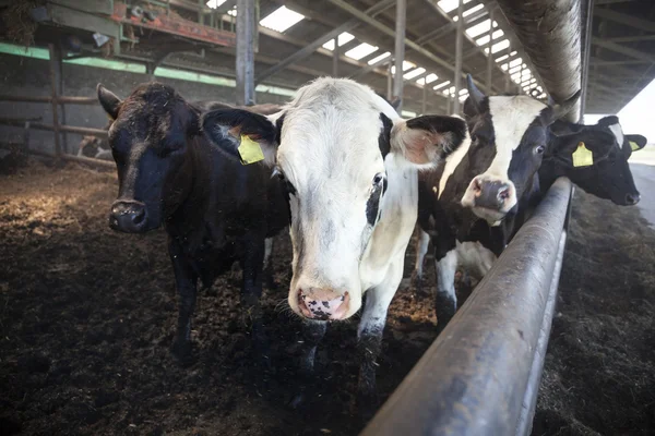 Young black and white cows in half open stable — Stock Photo, Image