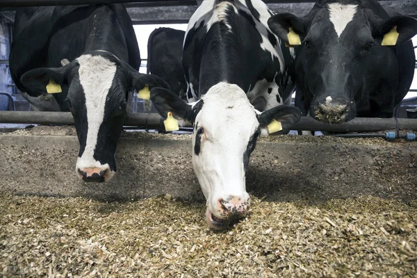 Three black and white cows eating in stable — Stock Photo, Image