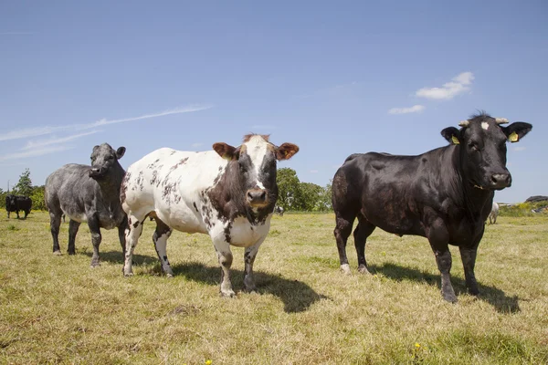 肉の牛と緑の夏の牧草地では牛 — ストック写真