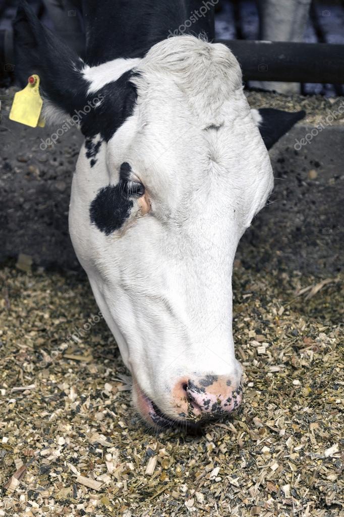 white head of cow in stable