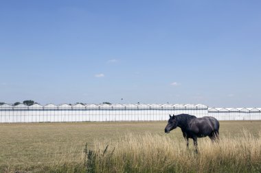 at ve seralar Waddinxveen yakınındaki Hollanda