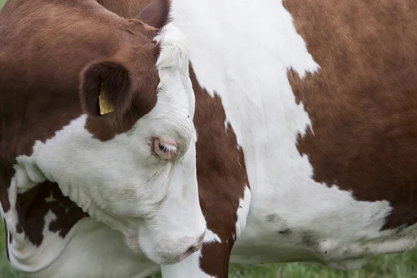 Vache brune rouge avec cils blancs — Photo