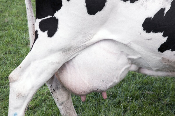 large udder under black and white cow in green meadow