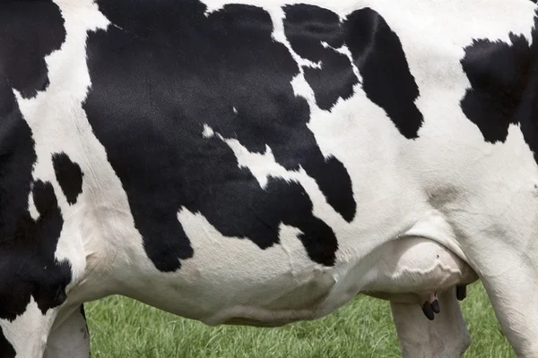Lado de la vaca con manchas negras en piel blanca —  Fotos de Stock