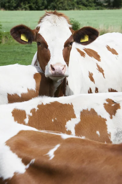 Head of young red cow behind other cows — Stock Photo, Image