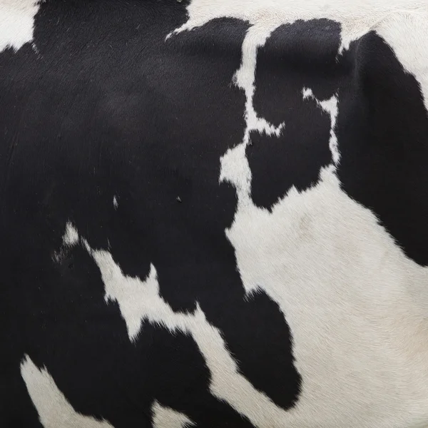 Side of cow with black spots on white hide — Stock Photo, Image