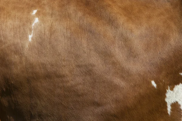Kant van koe met witte vlekken op licht bruin verbergen — Stockfoto