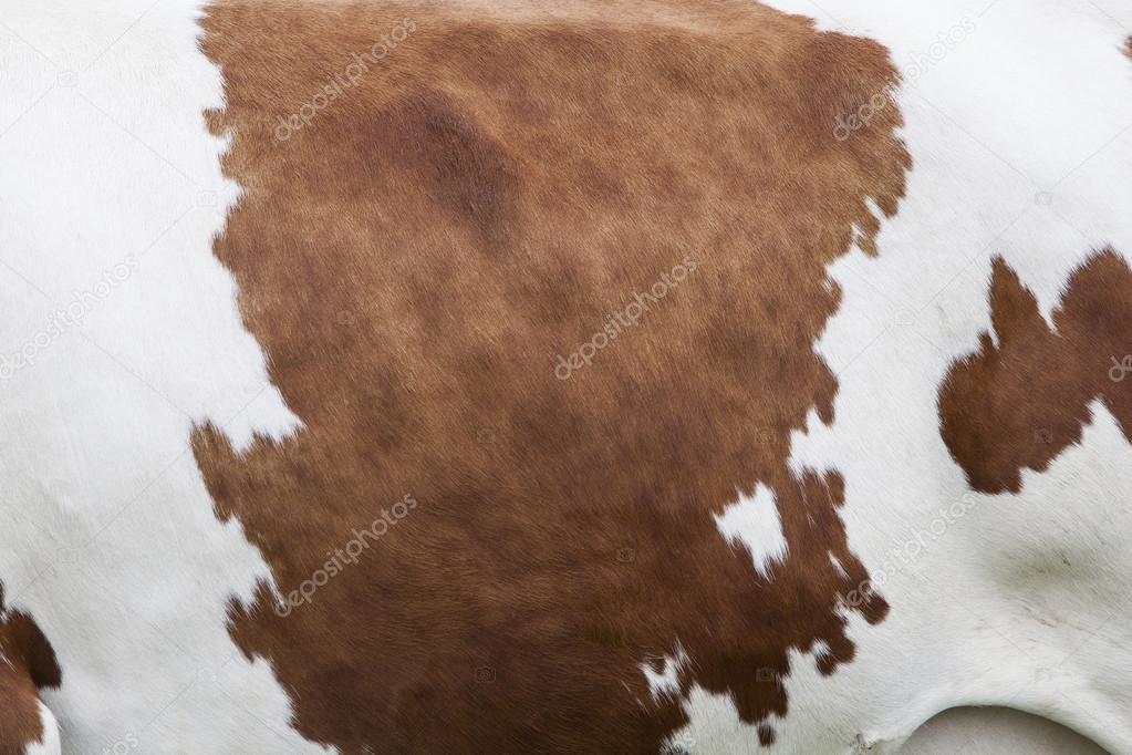 side of cow with red and white hide