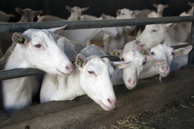 yerli beyaz keçi istikrarlı