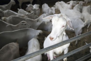 diğer keçi TH ile istikrarlı yerli beyaz keçi portresi