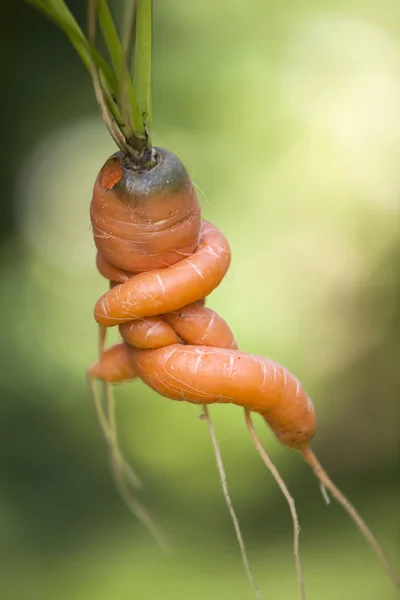 Relaxed carrot with arms crossed against green background — Stock Photo, Image