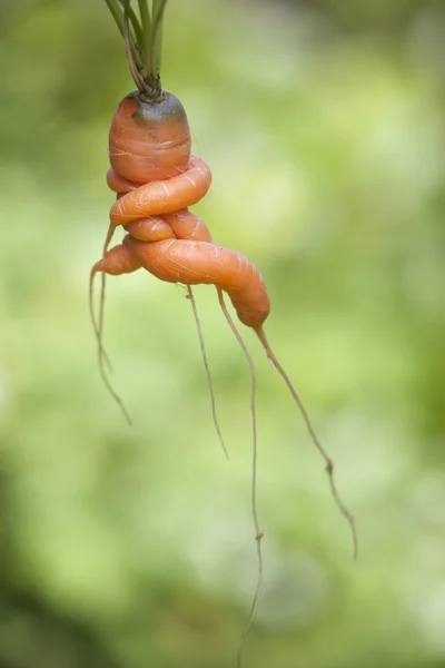 Strange formed carrot with arms crossed against green background — Stock Photo, Image