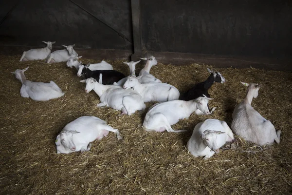 Domácí bílé kozy ve stáji — Stock fotografie