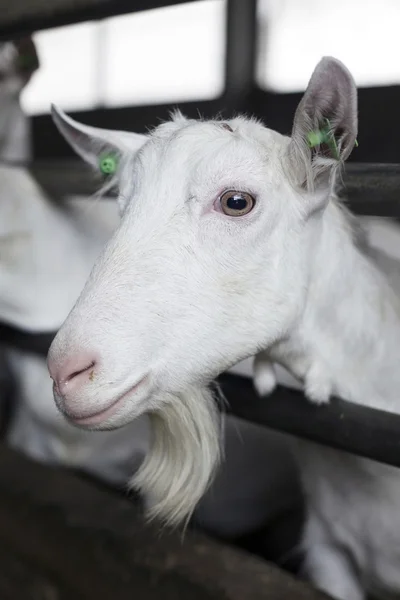 Portrét domácí bílé kozy ve stáji — Stock fotografie