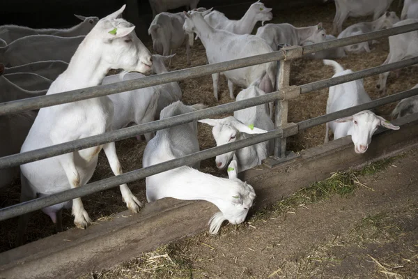 Besättning av inhemska vita getter i stabil — Stockfoto