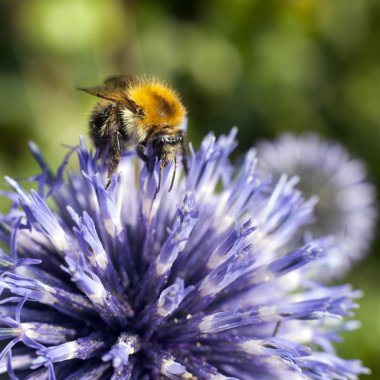 bumble bee mor thistle üzerinde closeup