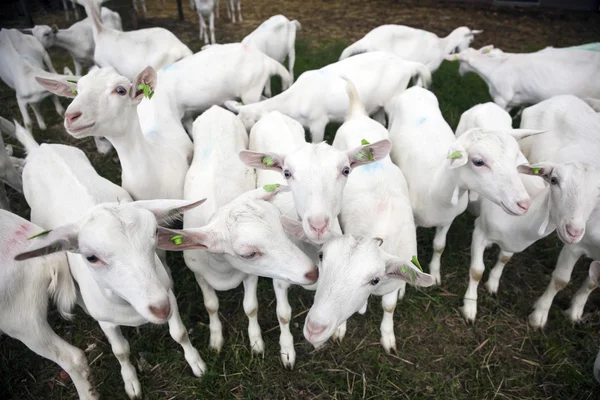 Herde weißer Ziegen vor Bauernhof in Holland — Stockfoto